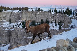 002 Wild Alpine Ibex Swiss Alps and Creux du Van Photo by Giles Laurent