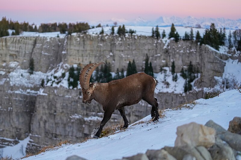 File:002 Wild Alpine Ibex Swiss Alps and Creux du Van Photo by Giles Laurent.jpg