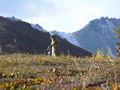 Kobuk Vadisi Ulusal Parkı'nda Arktika gelengisi