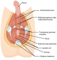 Muscles of the male perineum
