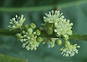 Descrição da imagem 14365-Croton pullei-Tabaro.jpg.