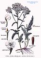 Achillea millefolium L