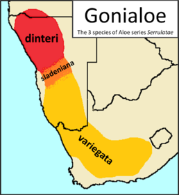 Мапа поширення роду Gonialoe: G. sladeniana позначено помаранчевим кольором