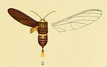2-Paramelisa lophura Aurivillius, 1905.jpg