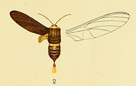 Paramelisa lophura