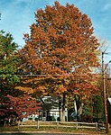 2002-10 Pin Oak (Quercus palustris) during Autumn along Terrace Boulevard in Ewing, New Jersey.jpg