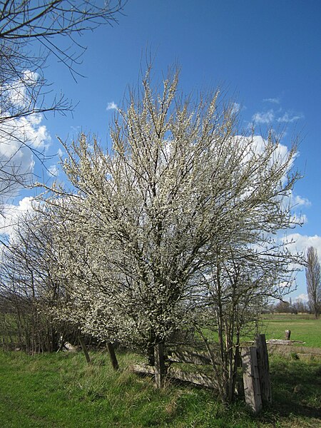 File:20130413Prunus cerasifera Hockenheimer Rheinbogen6.jpg