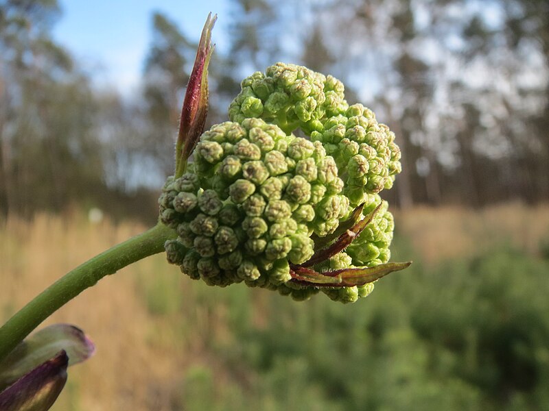 File:20140327Sambucus racemosa7.jpg