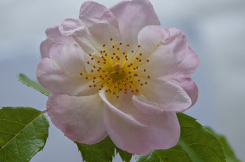 File:2019-09-13 pink rose with stamens.jpg