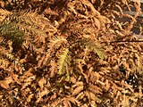 Taxodium distichum, or bald cypress.