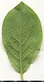 * Nomination Salix caprea. Leaf abaxial side. --Knopik-som 11:54, 25 June 2021 (UTC) * Promotion  Support Good quality. --Nefronus 15:30, 25 June 2021 (UTC)