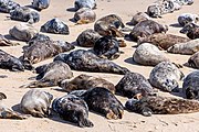 Seals at Horsey Dunes in Norfolk, United Kingdom.