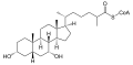 Deutsch: Struktur von 3alpha,7alpha-Dihydroxy-5beta-cholestanoyl-CoA English: Structure of 3alpha,7alpha-dihydroxy-5beta-cholestanoyl-CoA