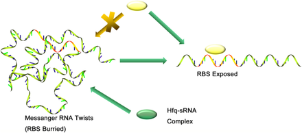 Mechanisms of Qrr RNA-Hfq complex acting on mRNA targets. 41544 2019 27 Fig1 HTML.png