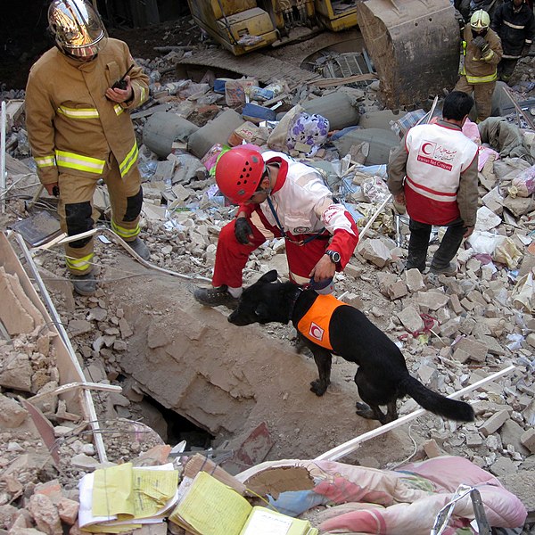 File:A SAR dog of Iranian Red Crescent.jpg