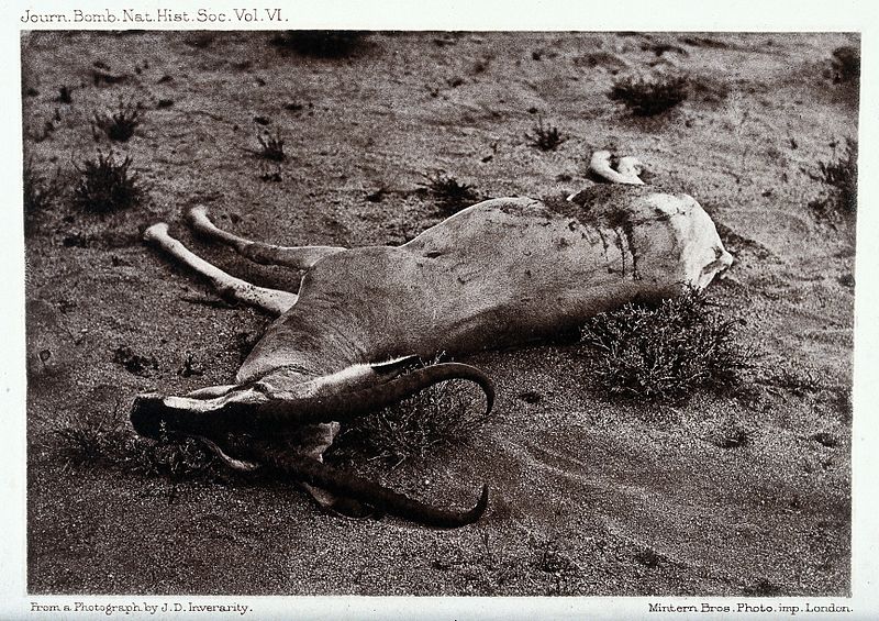 File:A dead Soemmerring's gazelle. Reproduction of a photograph Wellcome V0021441.jpg