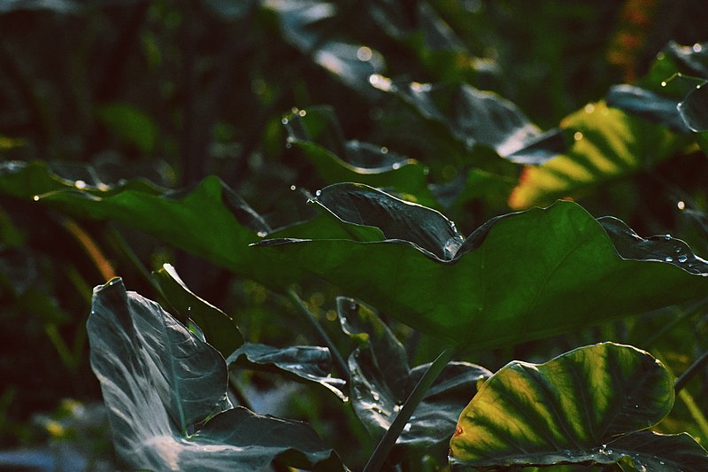 File:A picture of Cocoyam leaves after a shower of rain.jpg