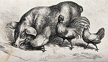 Pig trough, like those Booker T. Washington searched for scraps of boiled corn left by the pigs A pig and three hens coming to feed from a trough. Etching. Wellcome V0021679.jpg