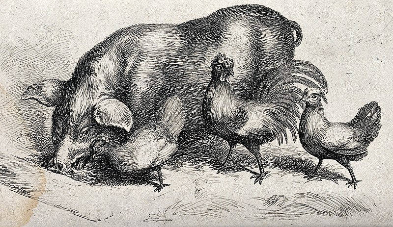 File:A pig and three hens coming to feed from a trough. Etching. Wellcome V0021679.jpg