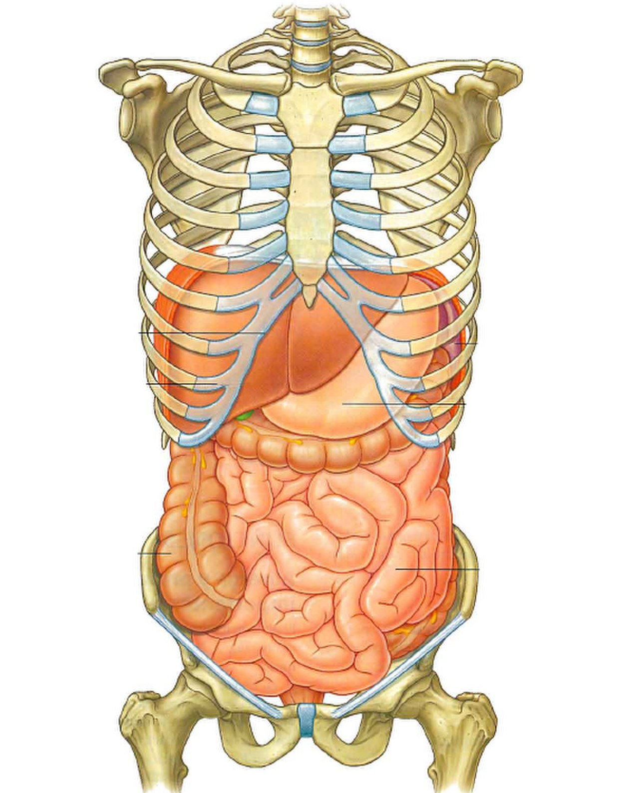 Расположение органов у человека в брюшной полости