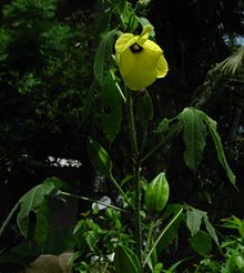 220px-Abelmoschus_moschatus_Plant.jpg