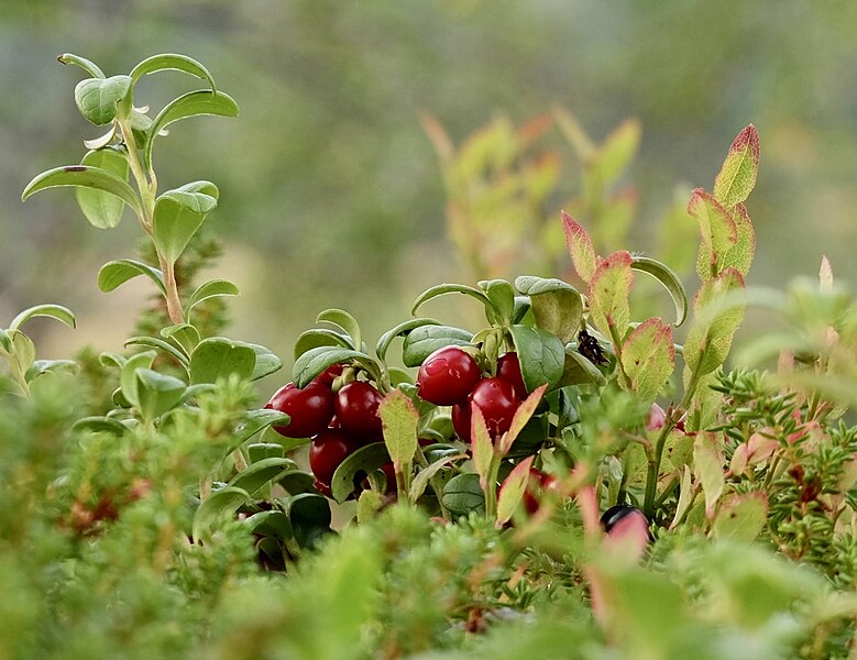 File:Abuluntu Vaccinium vitis-idaea.jpg