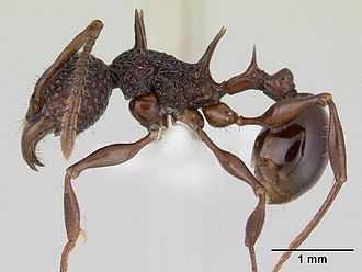 This Acanthomyrmex ant has a petiole and postpetiole Acanthomyrmex ferox casent0178572 profile 1.jpg