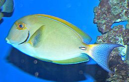 Dryžakis jūrų chirurgas (Acanthurus dussumieri)