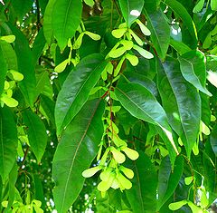 Acer laevigatum leaves and fruit
