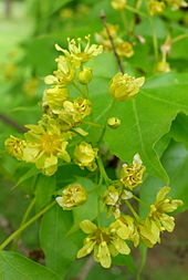 Sektion Platanoidea: Blütenstand des Chinesischen Spitz-Ahorn (Acer truncatum)