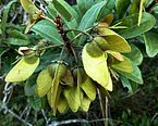 Green fruit