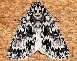 Acronicta fragilis