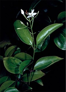<i>Acronychia pauciflora</i> Species of flowering plant