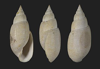 <i>Acteon gmelini</i> Extinct species of gastropods