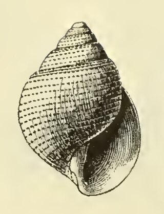 <i>Acteon perforatus</i> Species of marine gastropod