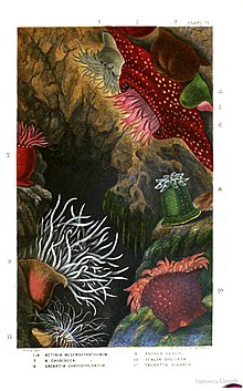 Gosse's 1860 illustration of sea anemones including Actinia at top (numbered 1-7) Actinologia britannica. A history of the British sea-anemones and corals (Gosse), Plate VI.jpg