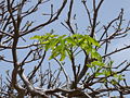 Adansonia digitata 0002.jpg