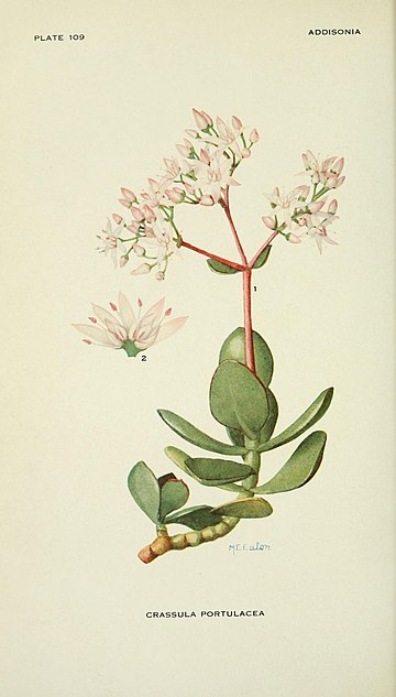 Crassula ovata