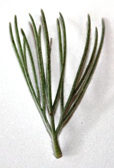 Adenanthos sericeus leaf.JPG