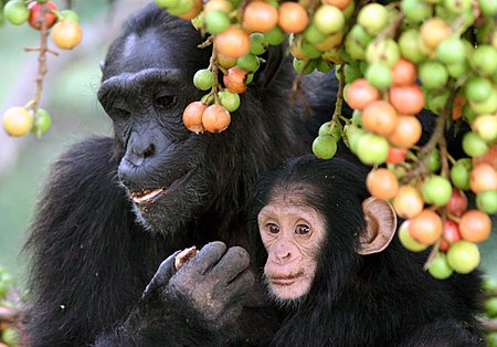 Tập_tin:Adult_female_and_infant_wild_chimpanzees_feeding_on_Ficus_sur.jpeg