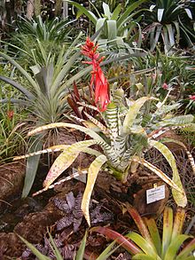 Aechmea chantinii BotGardBln08112010.JPG