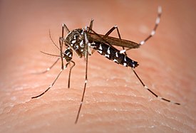 Aedes Albopictus.jpg