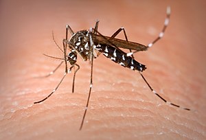 This is an Aedes albopictus female mosquito ob...