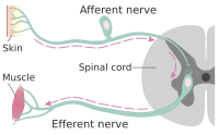 Afferent nerve fiber