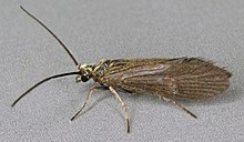 Agapetus fuscipes, Glossosomatidae, Llysfaen, juni 2012 (17416647854).jpg