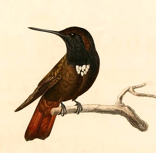 Aglaeactis pamela 1847