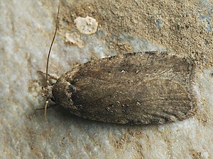 Agonopterix multiplicella (40813551742).jpg