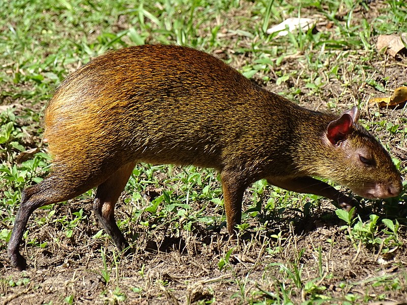 File:Agouti (Hamsterlike Rodent) - Campo de Santana - Centro - Rio de Janeiro - Brazil (17471283381).jpg