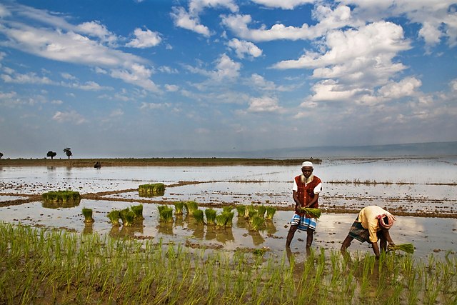 Agriculture in Bangladesh - Author Balaram Mahalder