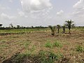 Agriculture in inland valleys in Togo - panoramio (36).jpg